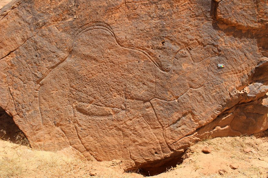 This image provided by Sahout Rock Art and Archaeology Project shows a life-size rock carving of a camel, in a desert in northern Saudi Arabia in 2023. (Maria Guagnin/Sahout Rock Art and Archaeology Project via AP)