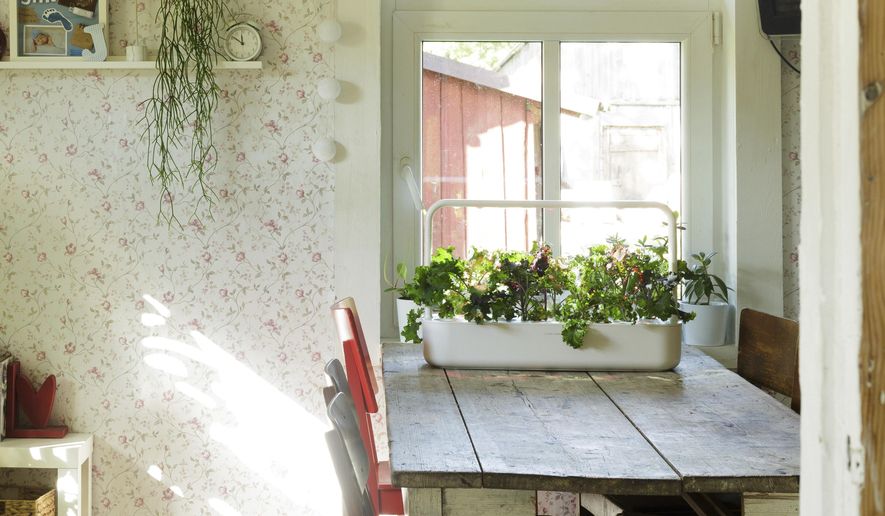 This undated image provided by Click & Grow shows plants growing in a Click & Grow smart garden on a table beside a window. (Click & Grow via AP)
