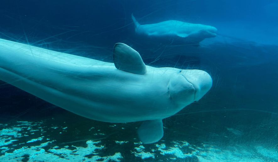 Beluga whales swim in a tank at Marineland amusement park in Niagara Falls, Ontario, Canada, June 9, 2023. (Chris Young/The Canadian Press via AP)