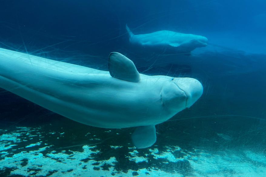 Beluga whales swim in a tank at Marineland amusement park in Niagara Falls, Ontario, Canada, June 9, 2023. (Chris Young/The Canadian Press via AP)