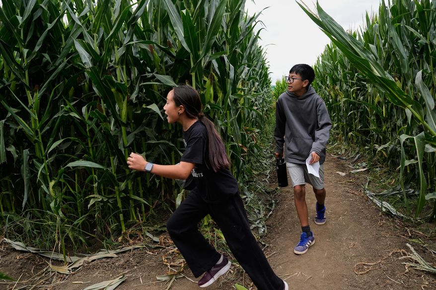 Ellie Webster, left, Darren Tang find a bridge after turning a corner inside the corn maze at Cool Patch Pumpkins in Dixon, Calif., Monday, Sept. 29, 2025. (AP Photo/Godofredo A. Vásquez)