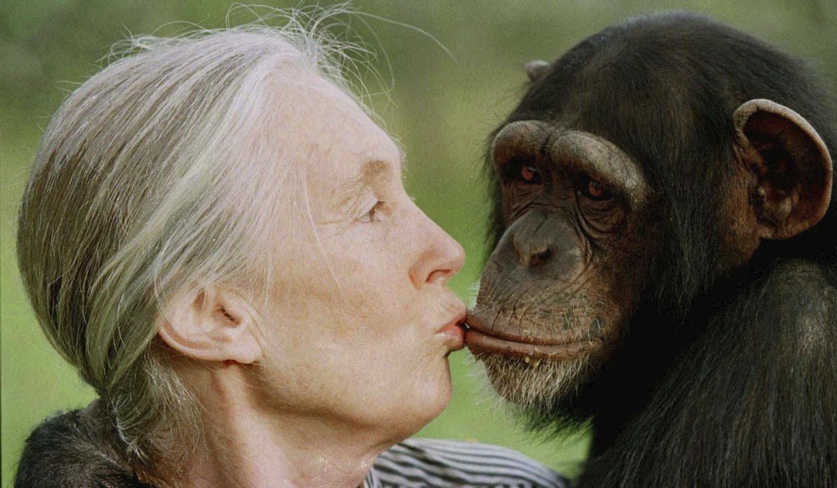 NextImg:Jane Goodall, conservationist renowned for chimpanzee research and environmental advocacy, has died