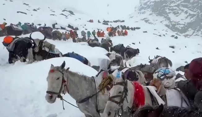 In this photo taken Oct. 4, 2025 and released by Lingsuiye, villagers with their oxen and horses ascend the mountain during rescue efforts to reach hundreds of hikers trapped by heavy snow at tourist campsites on a slope of Mount Everest in Tibet on Sunday, Oct. 5, 2025. (Lingsuiye via AP)