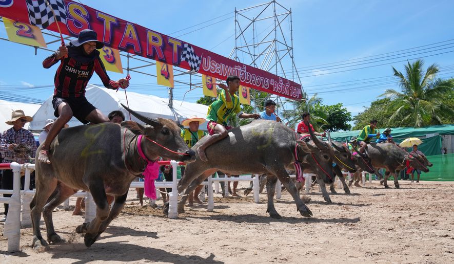 Thai buffalo racers start off a sprint event during an annual buffalo racing festival in Chonburi, Thailand, Monday, Oct. 6, 2025. (AP Photo/Sakchai Lalit)