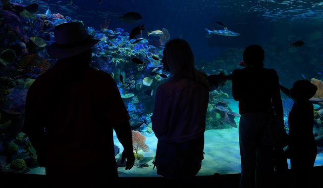 Visitors watch fish swim in a replica of an Indo-Pacific reef at the Mote Science Education Aquarium Monday, Oct. 6, 2025, in Sarasota, Fla. (AP Photo/Chris O'Meara)