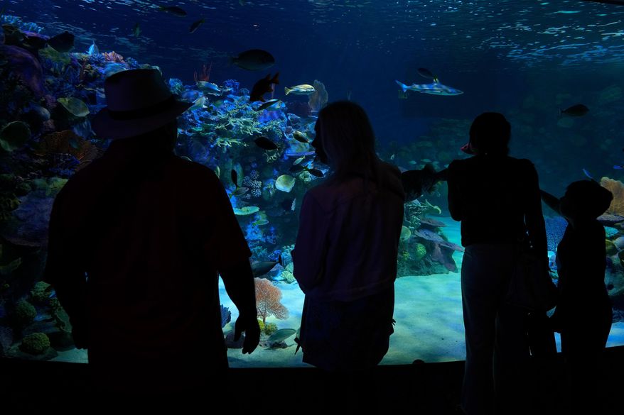 Visitors watch fish swim in a replica of an Indo-Pacific reef at the Mote Science Education Aquarium Monday, Oct. 6, 2025, in Sarasota, Fla. (AP Photo/Chris O'Meara)