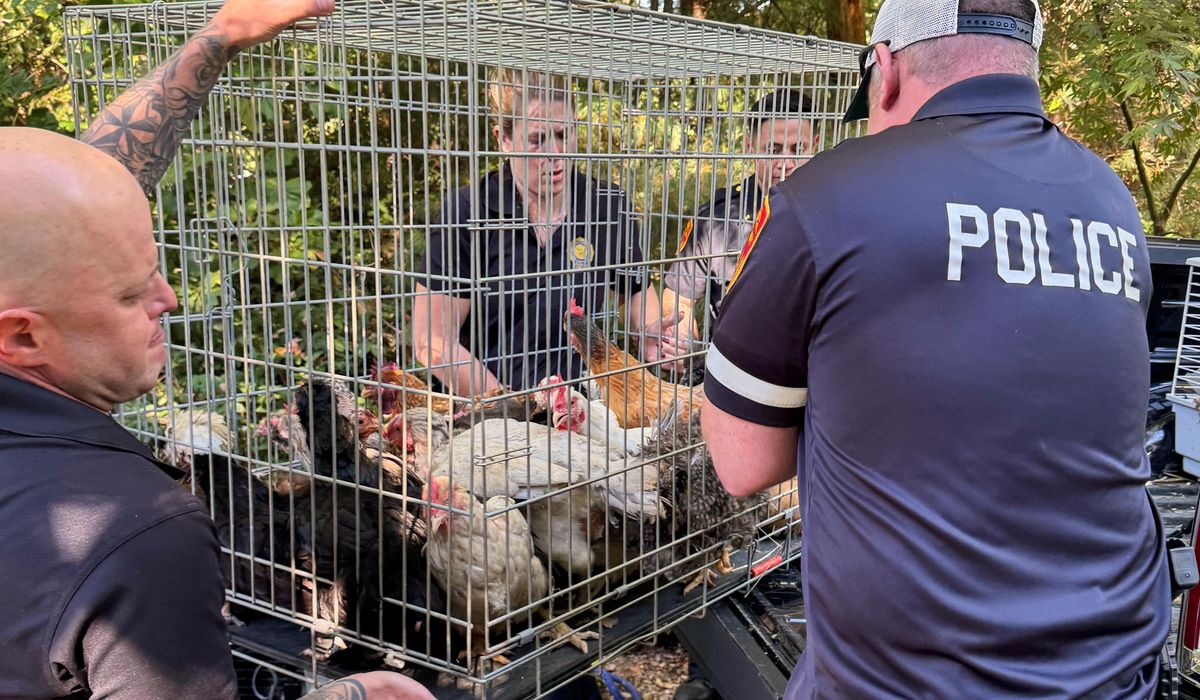 NextImg:New York woman arrested, accused of hoarding animals in home that also housed 95-year-old woman