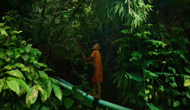A child refugee from Myanmar stands on a water pipe while foraging for food in a forest near the Mae La refugee camp in the Tak province of Thailand, Thursday, Aug. 28, 2025. (AP Photo/Bram Janssen)