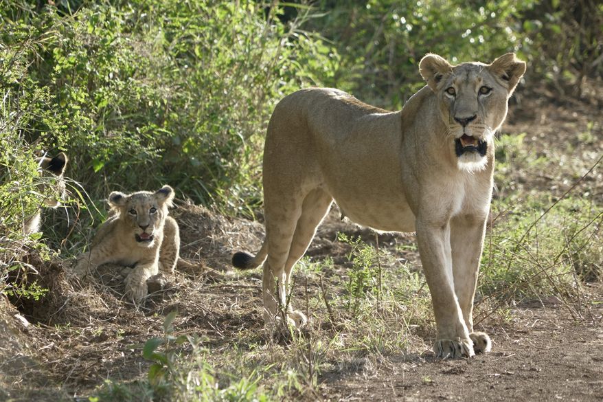 A lioness roams with her cub inside Nairobi National Park, on the outskirts of Nairobi, Kenya, on Nov. 6, 2024. (AP Photo/Nina Schwendemann)