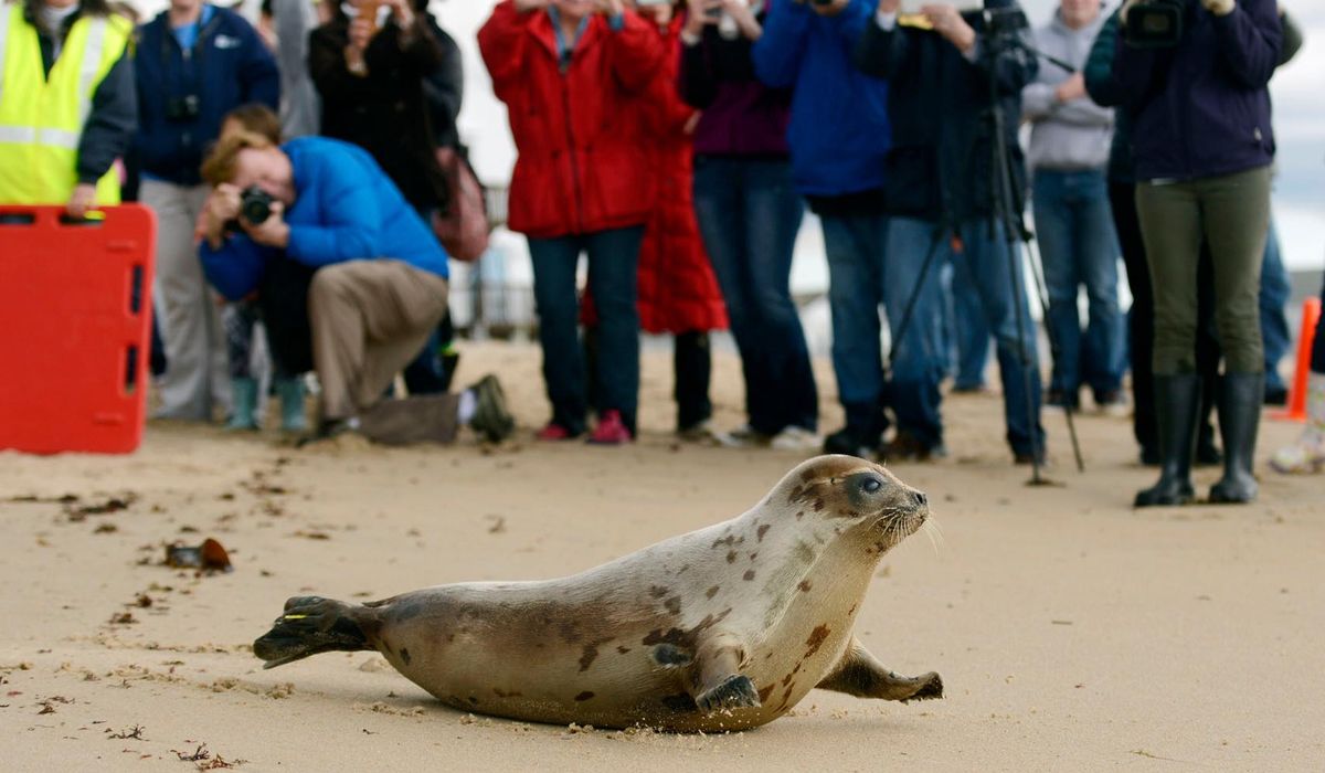 NextImg:Arctic seals and more than half of bird species are in trouble on latest list of threatened species
