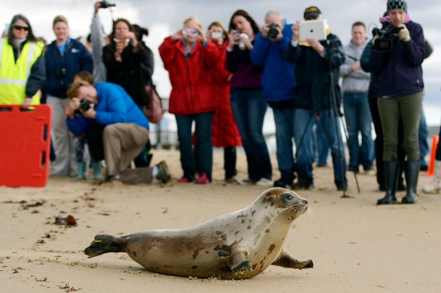 A male harp seal makes his way down the sands of Blue Shutters Beach in Charlestown, R.I., after being released by Mystic Aquarium's Marine Animal Rescue Team on April 23, 2015. (Sean D. Elliot/The Day via AP, File)
