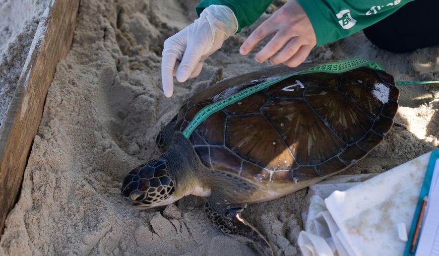 Researchers from the Aruana Project measure a green sea turtle after capturing it temporarily at a feeding site on Itaipu Beach in Niteroi, Brazil, May 24, 2023. (AP Photo/Silvia Izquierdo, File)
