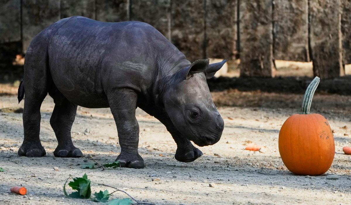 NextImg:Critically endangered baby black rhino makes its debut at Cleveland zoo