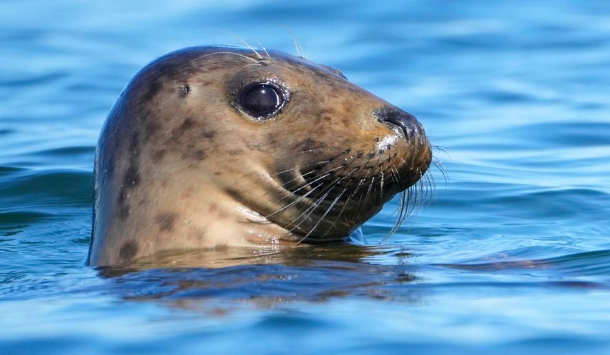 A gray seal surveys its surroundings, Tuesday, Sept. 30, 2025, off the coast of Brunswick, Maine. (AP Photo/Robert F. Bukaty)