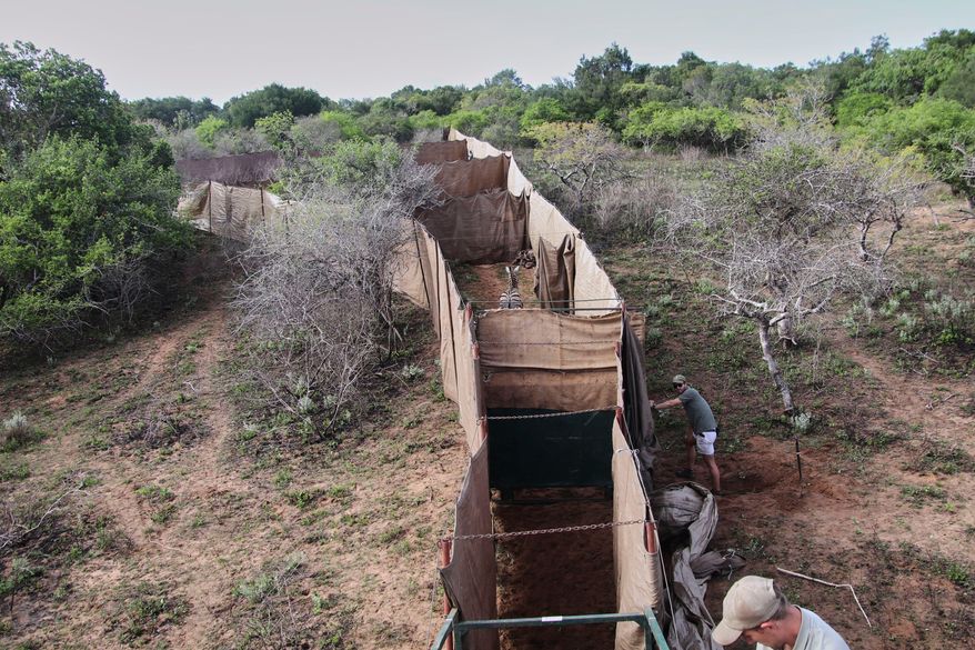 A zebra stands inside a capture enclosure at Maputo National Park in Mozambique, Wednesday, Oct. 1, 2025, ahead of its relocation to Banhine National Park. (Denisio Mulima/Peace Parks Foundation via AP)