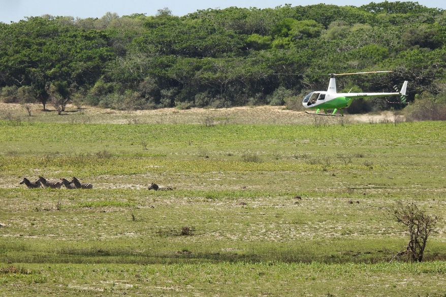 A helicopter pilot herds zebras towards the capture boma at Maputo National Park, Mozambique, Saturday, Sept. 27, 2025, to be relocated by truck to Banhine National Park. (Denisio Mulima/Peace Parks Foundation via AP)