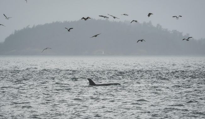 An orca swims in the San Juan Islands, Wash., Saturday, Oct. 11, 2025. (AP Photo/Annika Hammerschlag)