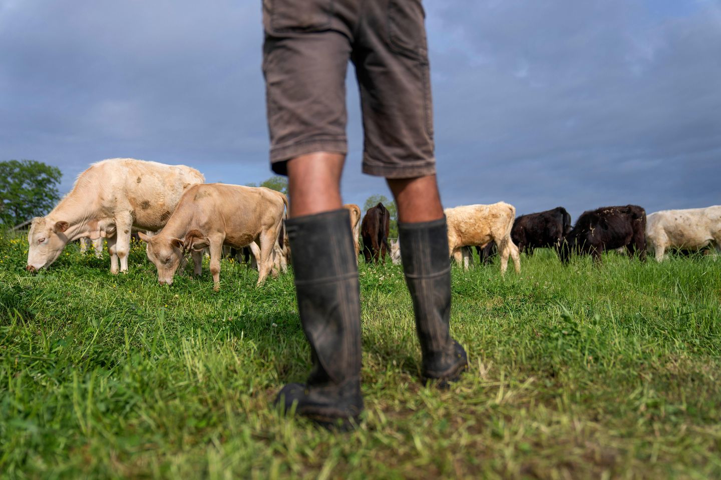 Trump: Cattle ranchers 'don't understand' his efforts to protect beef industry, grocery consumers