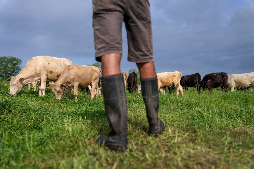 Cattle graze on a ranch in Lufkin, Texas, April 18, 2023. (AP Photo/David Goldman, File)
