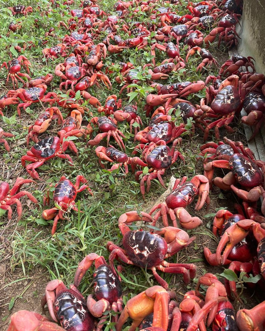 Crabs during their migration. (Parks Australia via AP)