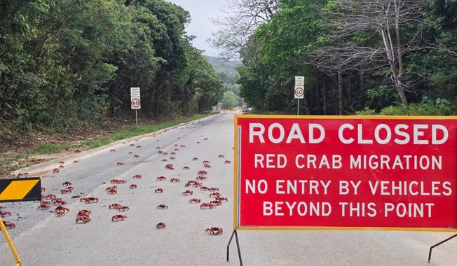 In this image supplied by Parks Australia, red crabs cross a road during their annual migration on Christmas Island, Australia in October 2025. (Parks Australia via AP)
