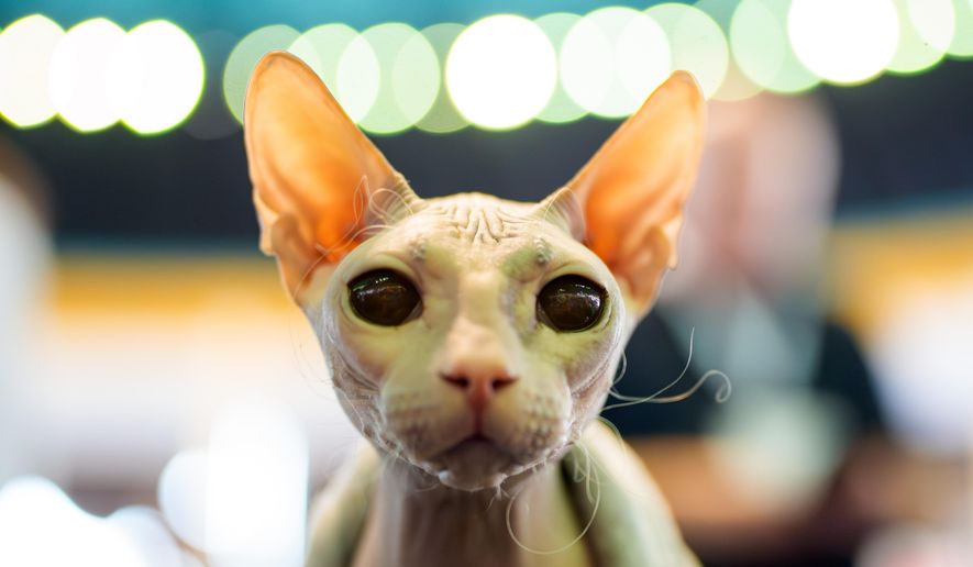Nadezhda the Don Sphynx cat looks at the camera during the FIFe World Show Romania 2025, the world's largest cat event, held in a different country every year, which brought together more than 1000 cats from over 30 countries, in Bucharest, Romania, Saturday, Oct.25, 2025. (AP Photo/Andreea Alexandru)