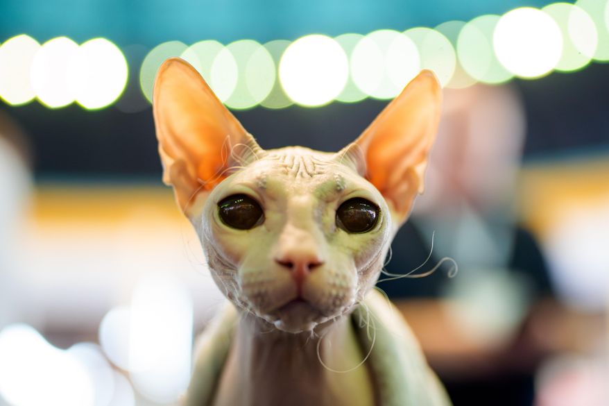 Nadezhda the Don Sphynx cat looks at the camera during the FIFe World Show Romania 2025, the world's largest cat event, held in a different country every year, which brought together more than 1000 cats from over 30 countries, in Bucharest, Romania, Saturday, Oct.25, 2025. (AP Photo/Andreea Alexandru)