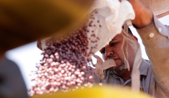 FILE - A farm worker fills a seeder with soy seeds at the Morada do Sol farm in Santa Cruz do Rio Pardo, Sao Paulo state, Brazil, Oct. 15, 2025. (AP Photo/Ettore Chiereguini, File)