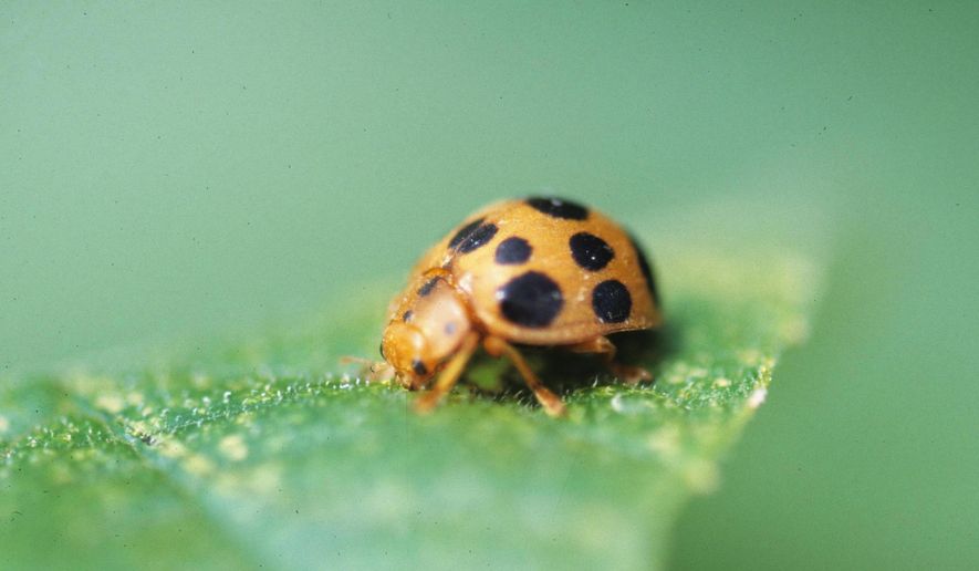 This 2010 image provided by Bugwood.org shows a squash beetle on a leaf. (Gerald Holmes/Strawberry Center/Cal Poly San Luis Obispo/Bugwood.org via AP)