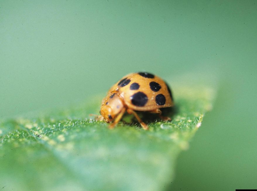 This 2010 image provided by Bugwood.org shows a squash beetle on a leaf. (Gerald Holmes/Strawberry Center/Cal Poly San Luis Obispo/Bugwood.org via AP)