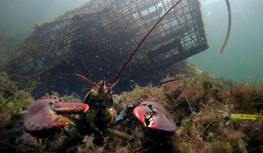 A lobster guards its territory in front of a trap on Sept. 3, 2018, near Biddeford, Maine. (AP Photo/Robert F. Bukaty, File)