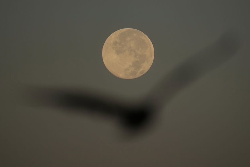 A bird flies in front of the Harvest Supermoon in San Francisco, Tuesday, Oct. 7, 2025. (AP Photo/Jeff Chiu)