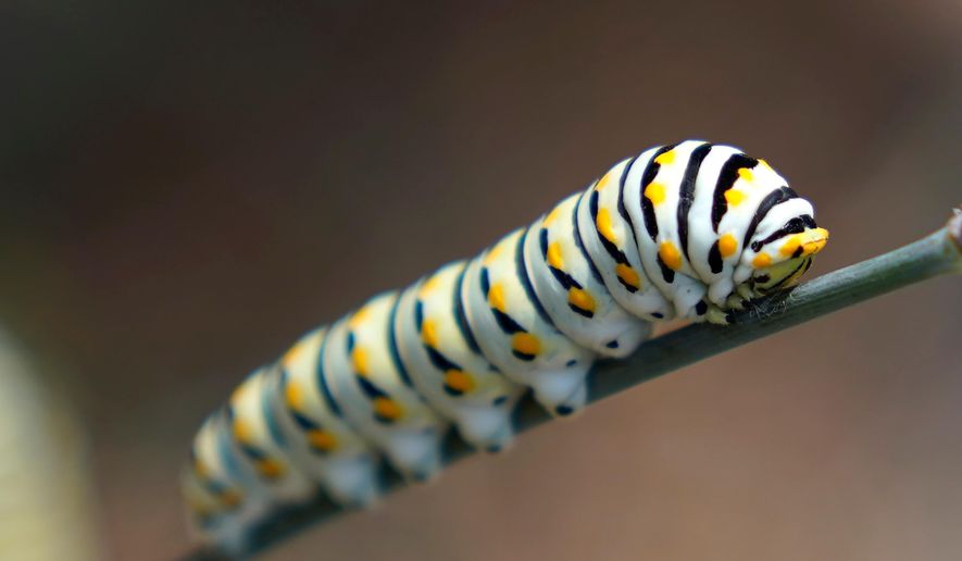FILE - An Eastern Black Swallowtail caterpillar feeds on a fennel plant in Spring, Texas on Aug. 14, 2020. (AP Photo/David J. Phillip, File)