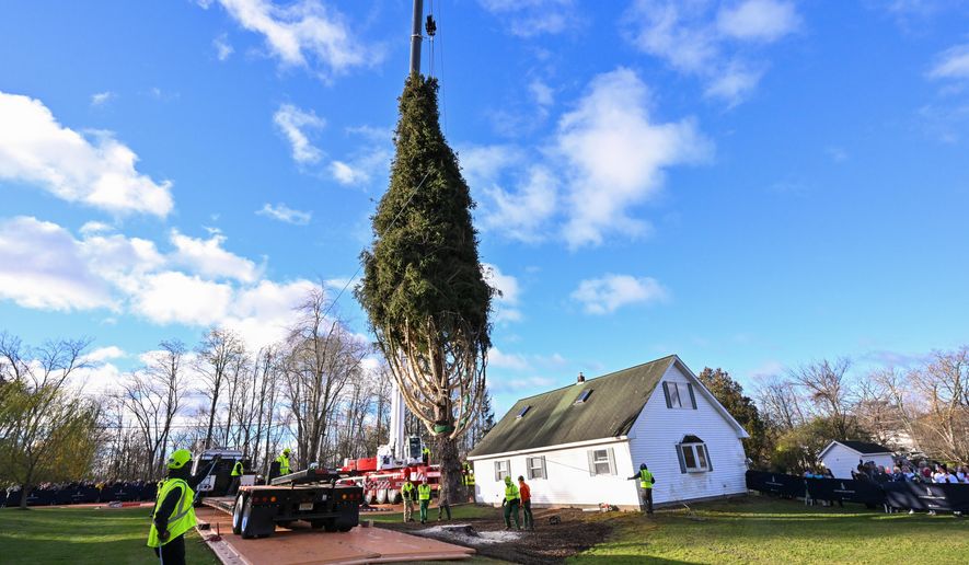 IMAGE DISTRIBUTED TISHMAN SPEYER - Workers prepare to crane a wrapped 75-foot tall, 11-ton Norway Spruce, that will serve as this year's Rockefeller Center Christmas Tree, onto a flatbed truck, Thursday, Nov. 6, 2025, in East Greenbush, NY. The wrapped tree will be brought into New York City by flatbed truck and raised into place at Rockefeller Center on Saturday, Nov. 8. (Diane Bondareff/AP Content Services for Tishman Speyer)