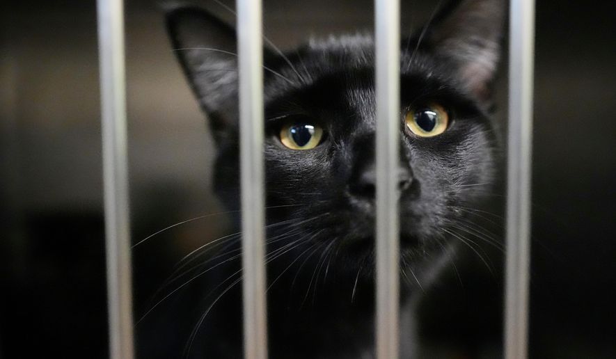 An owner surrendered cat is seen at the New Leash On Life animal shelter, Thursday, Nov. 6, 2025, in Lebanon, Tenn. (AP Photo/George Walker IV)