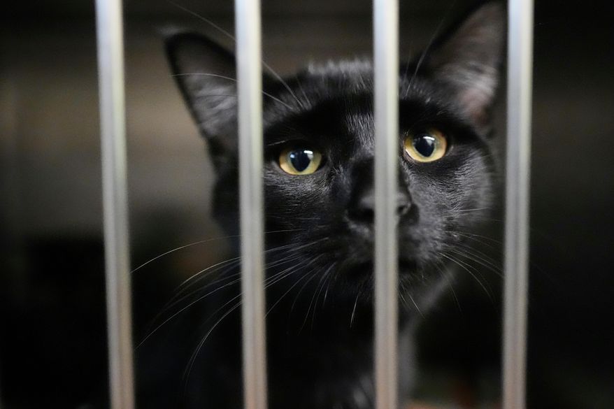 An owner surrendered cat is seen at the New Leash On Life animal shelter, Thursday, Nov. 6, 2025, in Lebanon, Tenn. (AP Photo/George Walker IV)