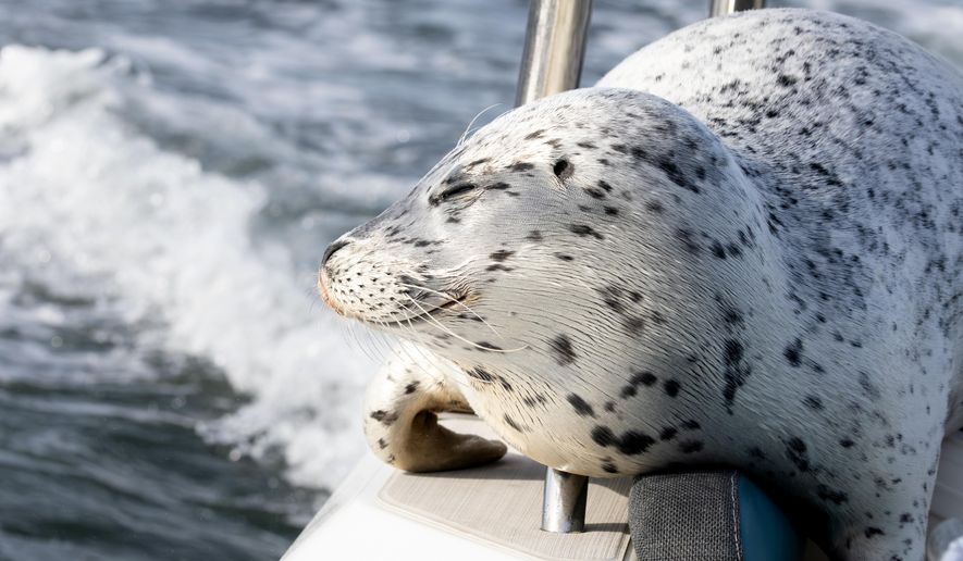 In this photo provided by Charvet Drucker, a seal rests on her boat in the Saratoga passage between Camano and Whidbey Island, Sunday, Nov. 2, 2025, north of Seattle, Wash. (Charvet Drucker via AP)