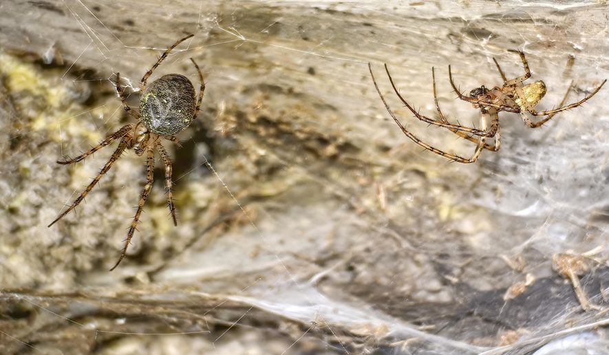 An undated image shows a female, left, and male Metellina Merianae spider in their individual webs on a wall in Sulfur Cave, on the Greek-Albanian border. (Istvan Urak via AP)