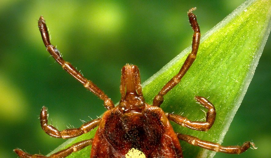 This undated photo provided by the U.S. Centers for Disease Control and Prevention shows a female Lone Star tick, which despite its Texas-sounding name, is found mainly in the Southeast. (James Gathany/CDC via AP)