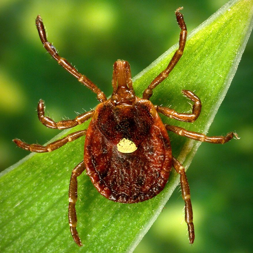 This undated photo provided by the U.S. Centers for Disease Control and Prevention shows a female Lone Star tick, which despite its Texas-sounding name, is found mainly in the Southeast. (James Gathany/CDC via AP)