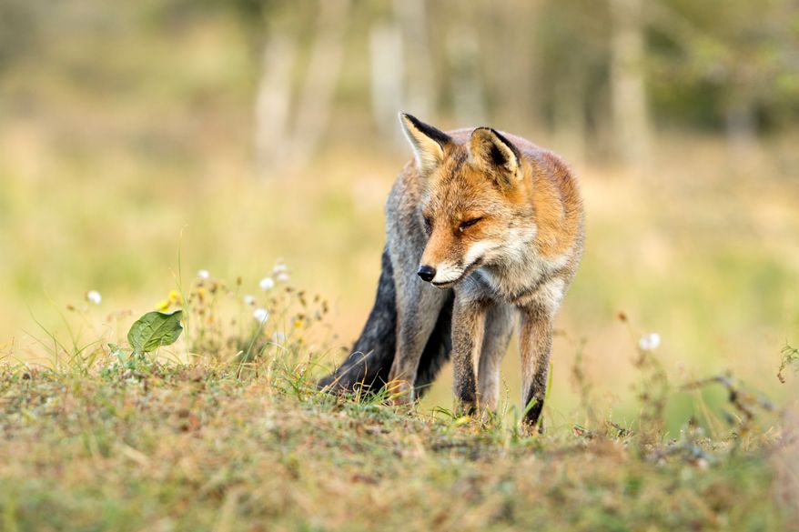 Red fox standing on the grass in its natural habitat in a national park. File photo credit: AngelaLouwe via Shutterstock.