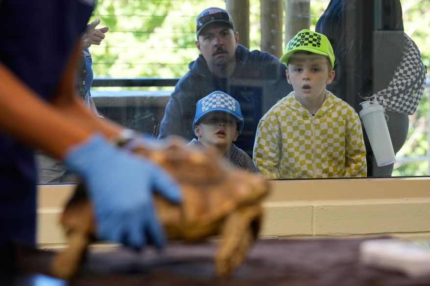 People watch as zoo staff prepare examine a quarantined sulcata tortoise at the Turtle Back Zoo in West Orange, N.J., Saturday, Sept. 20, 2025. (AP Photo/Seth Wenig)
