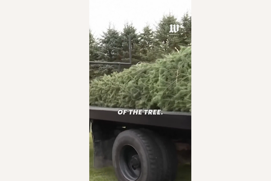 A 25-foot concolor fir selected for display as the White House’s Christmas tree was cut down, baled and loaded onto the back of a truck Tuesday at the Michigan farm where it was grown.