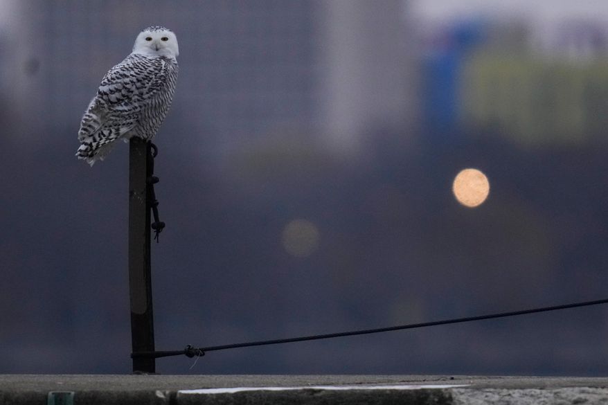 A snowy owl rests on a pier near Montrose Point Bird Sanctuary, Friday, Nov. 21, 2025, in Chicago. (AP Photo/Erin Hooley)