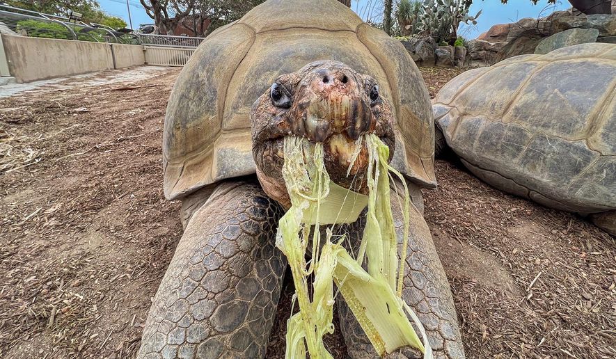 This photo provided by the San Diego Zoo Wildlife Alliance shows Gramma, a Galapagos tortoise and the oldest animal at the San Diego Zoo, eating a banana stalk at the San Diego Zoo in San Diego, May 17, 2023. (San Diego Zoo Wildlife Alliance via AP)