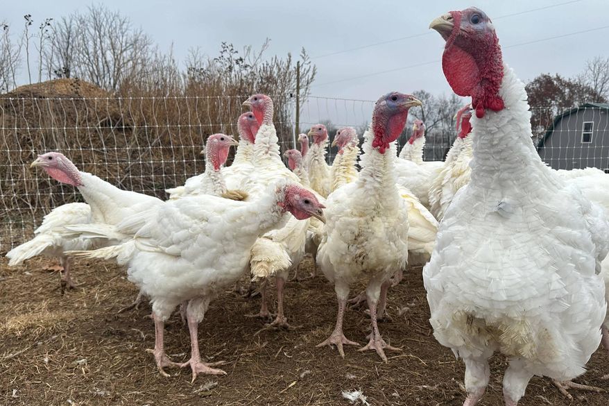 Turkeys are seen on a farm Thursday, Nov. 20, 2025, in Sylvan Township, Mich. (AP Photo/Mike Householder)