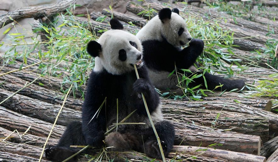 FILE - Viewed through a glass panel, male panda Yuan Zi, right, and female Panda Huan Huan, eat bamboo at the Zoo Parc de Beauval in Saint-Aignan, central France, on Tuesday, Jan. 17, 2012. (AP Photo/Michel Euler, File)