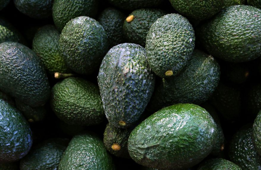 FILE - Harvested avocados are displayed at an orchard near Ziracuaretiro, Michoacan state in Mexico on Oct. 1, 2019. (AP Photo/Marco Ugarte, File)