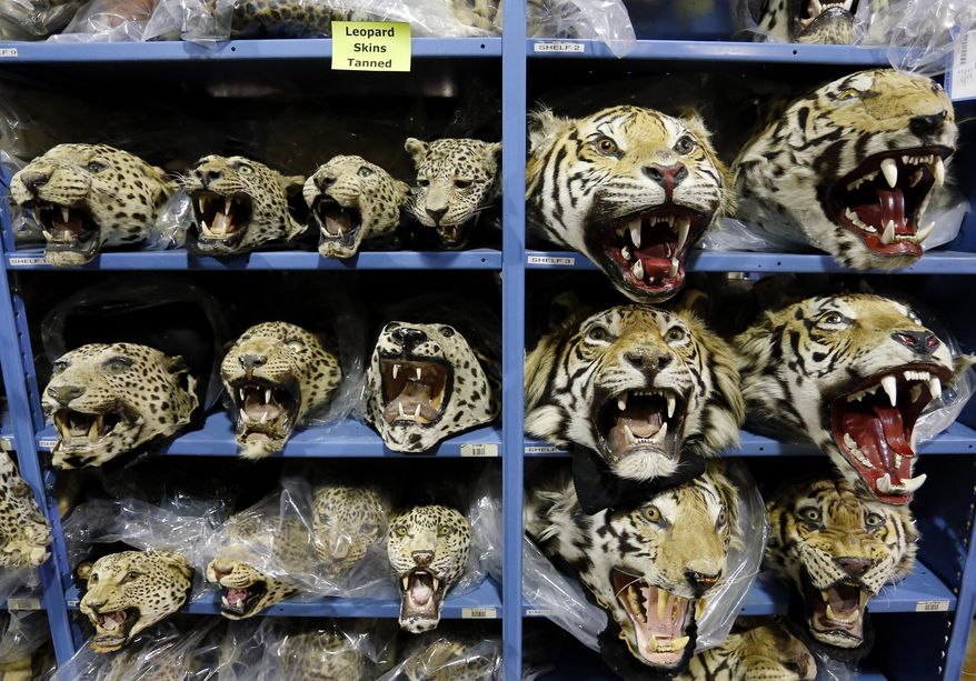 FILE - In this Oct. 20, 2015 photo, illegally trafficked leopard and tiger heads stored by the U.S. Fish and Wildlife Service's Office of Law Enforcement fill the shelves of a warehouse inside the National Wildlife Property Repository in Commerce City, Colo. (AP Photo/Brennan Linsley, file)
