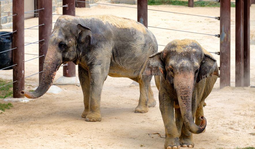Elephants at the Smithsonian National Zoological Park in Washington, D.C. File photo credit: Kamira via Shutterstock.